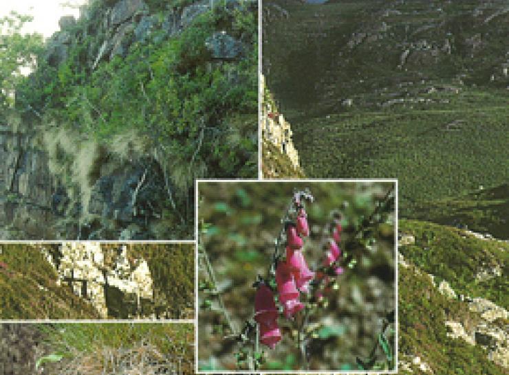 Examples of countryside vegetation