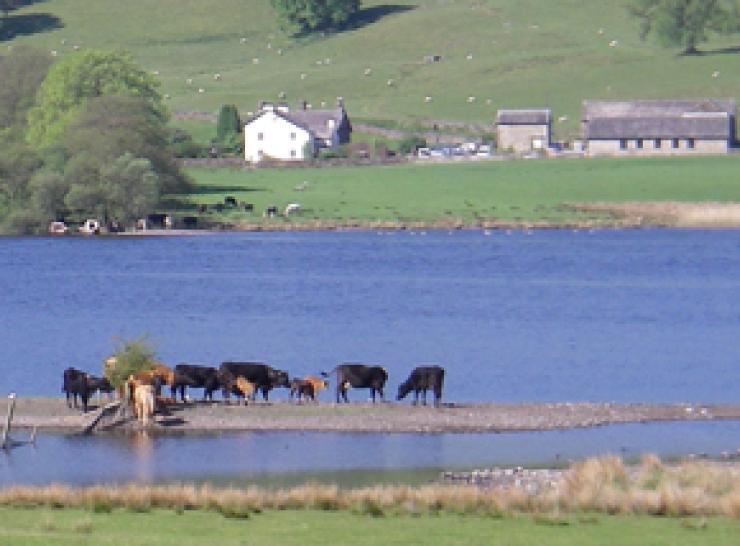 Cows by Esthwaite Water