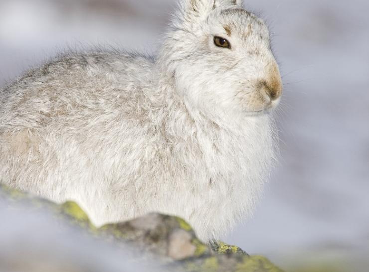 Mountain hares turn white in winter    Picture: Tom Marshall/RSPB