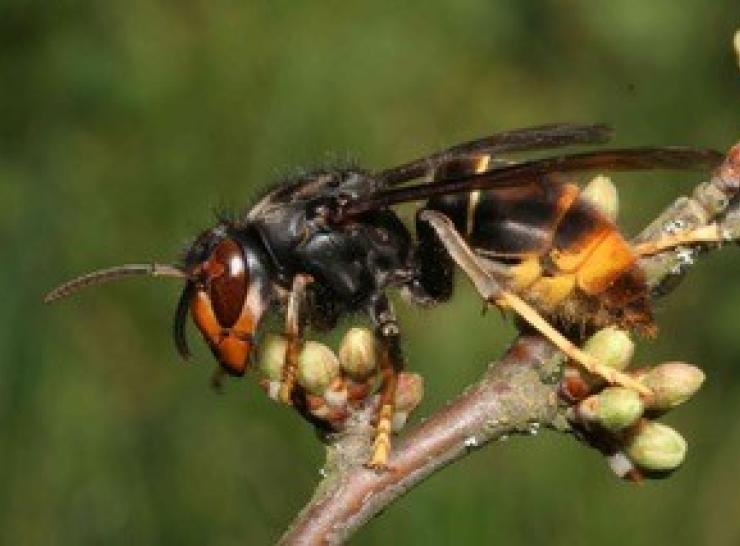 Asian hornet