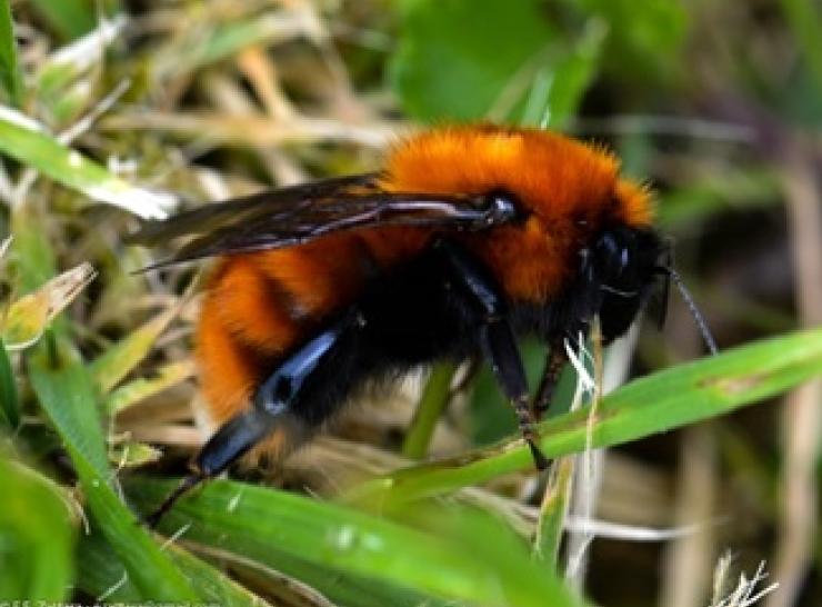 Bombus dahlbomii   Credit: Eduardo Zattara