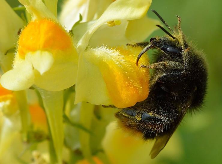 Bombus ruderarius (Red-shanked carder bee) Photo: Ivar Leidus