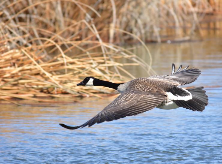 Canada goose Photo: Tom Koerner/USFWS (CC BY 2.0) https://flic.kr/p/HRBQXq