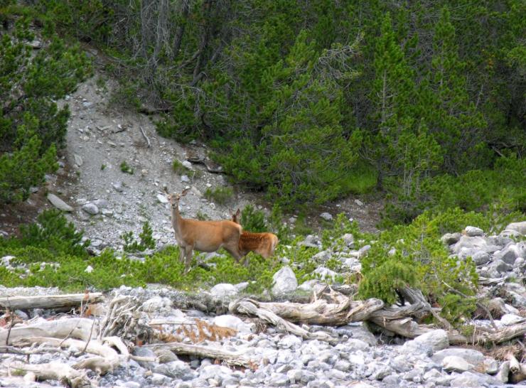 Red deer in Swiss National Park Picture: Hansueli Krapf CC-BY-SA-3.0