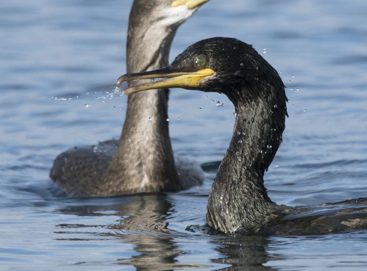 European shags on the Isle of May   Picture: Gary Howells