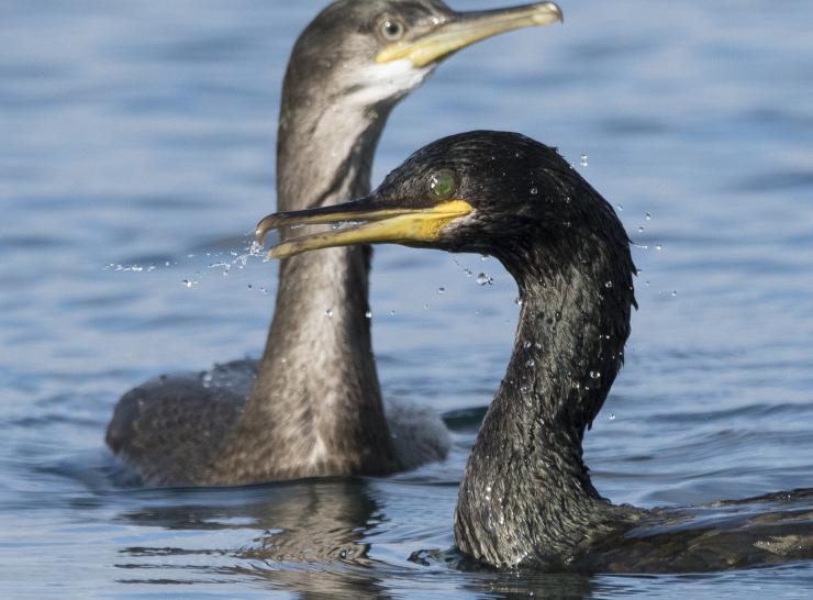 European shags on the Isle of May   Picture: Gary Howells