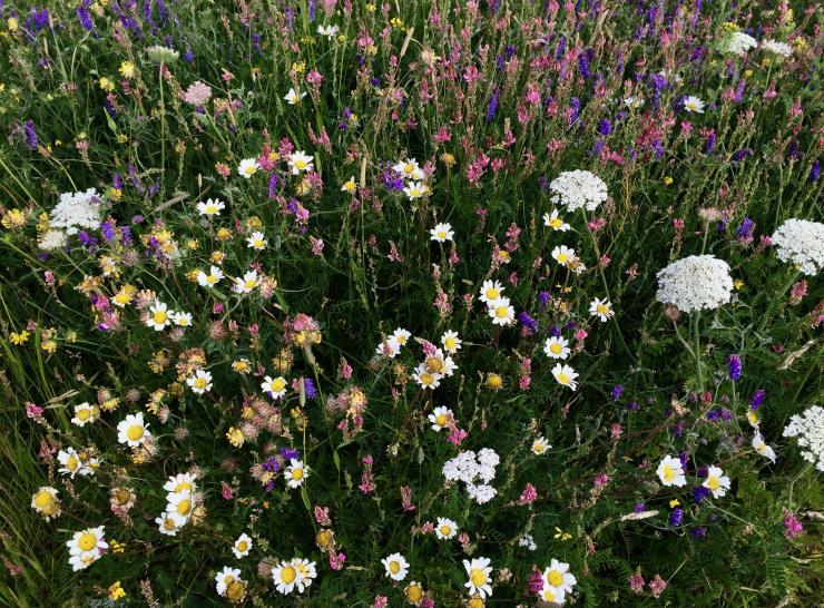 Wildflowers can flourish in chalk grassland