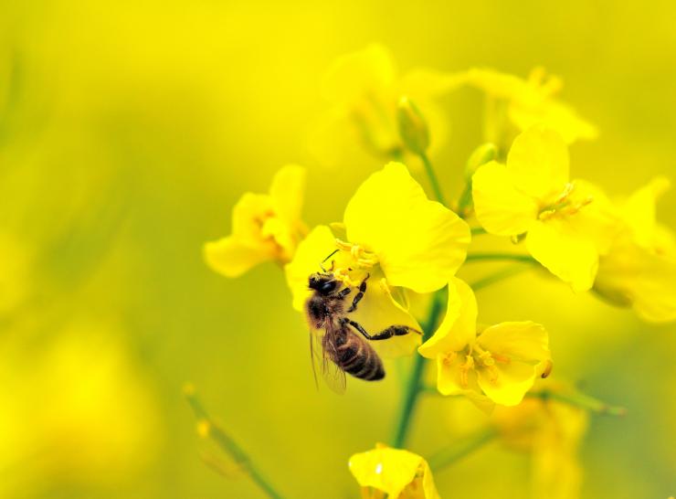 A honeybee on Oilseed Rape           Picture by Lucy Hulmes