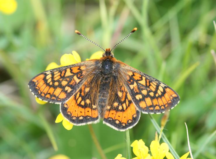 Marsh fritillary (Euphydryas aurinia) is a threatened species across Europe due to loss of habitat   Picture: Martin Warren