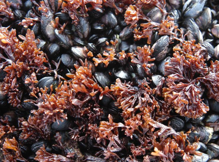 Mussels Picture: David Barnes