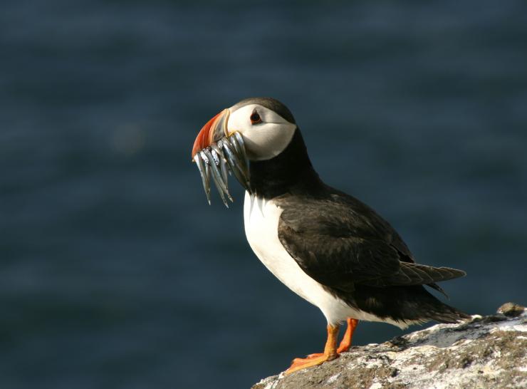 Puffin and Sandeels on the Isle of May   Picture: Heather Harris