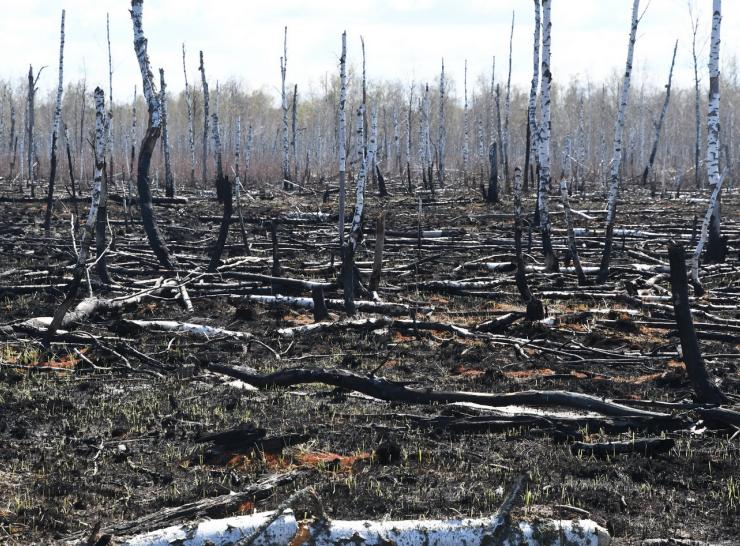 Red Forest 22 April 2020 after fires Picture: Sergey Gashchak, Chornobyl Center