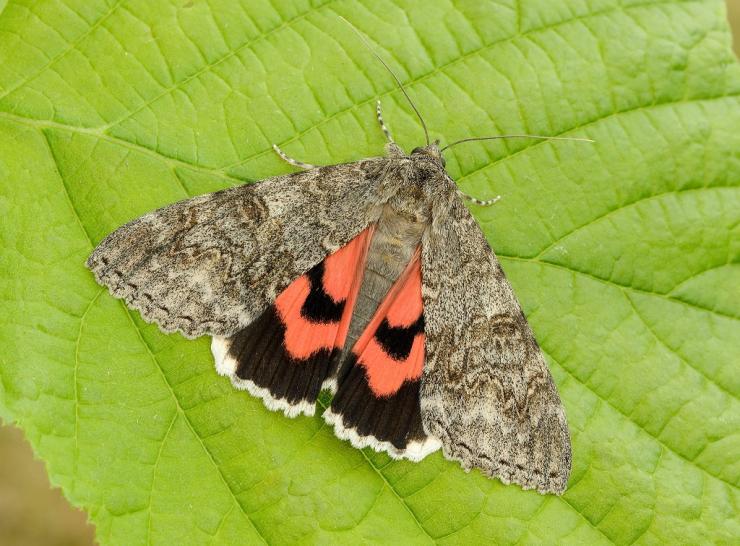 Red Underwing_Iain H Leach, Butterfly Conservation