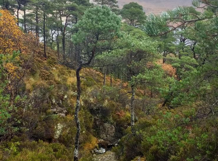 Scots pine at Beinn Eighne    Picture: Stephen Cavers