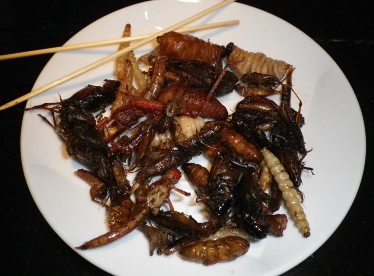 Plate of insects       Pixabay