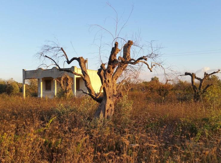 Xylella damage olive tree  Pic: Steven White