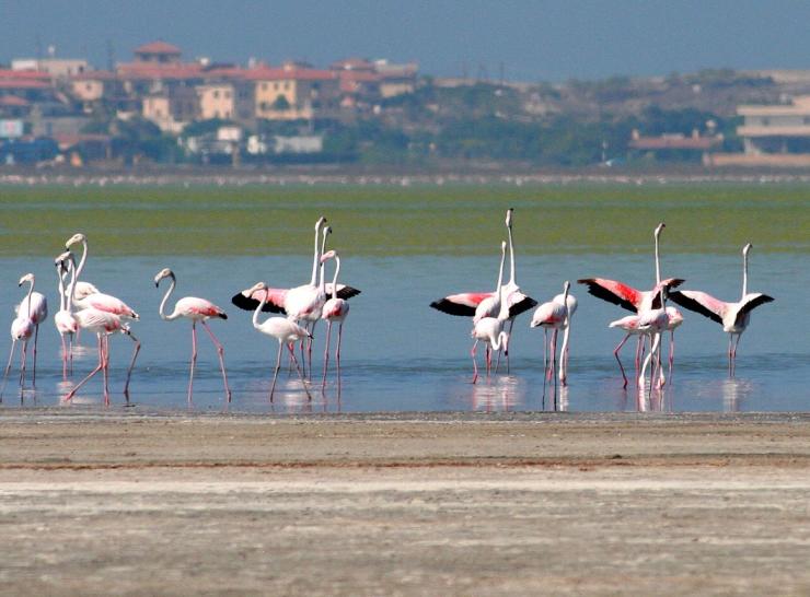 Flamingos at Akrotiri Salt Lake  Picture: V Michael, Akrotiri Environmental Education Centre  