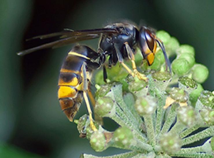 Asian hornet