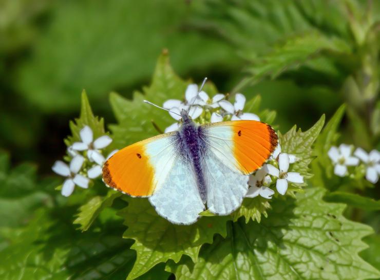Orange-tip butterfly (CC0)