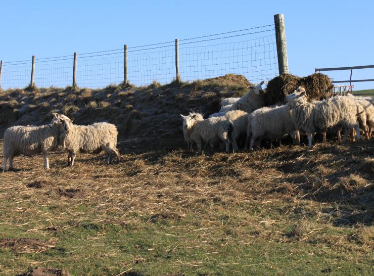 Sheep wales farm