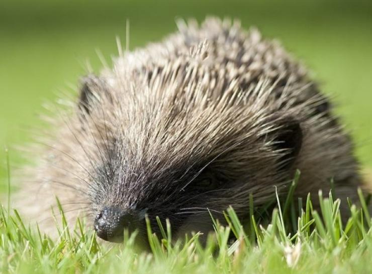 Hedgehogs are among those mammals under threat