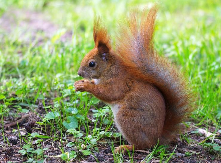 red squirrel picture pixabay