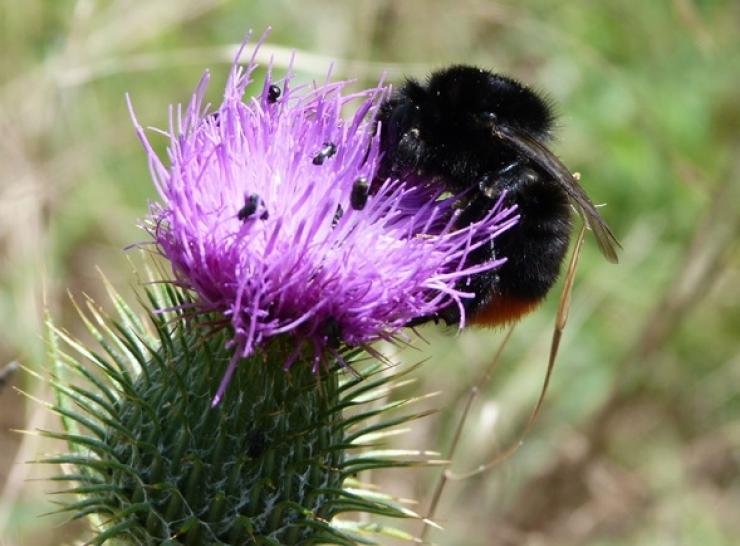 A redtailed bumblebee  Picture: John Redhead