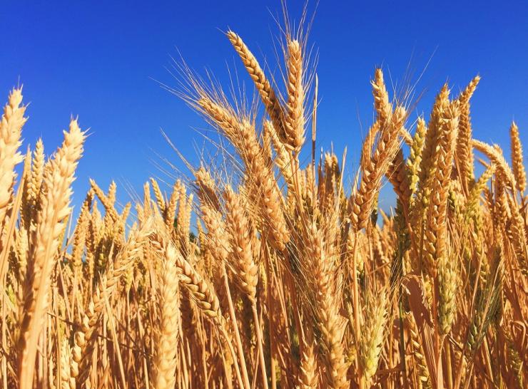 A wheat field