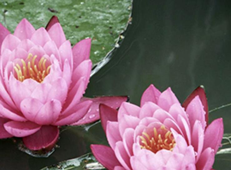 Waterlilies