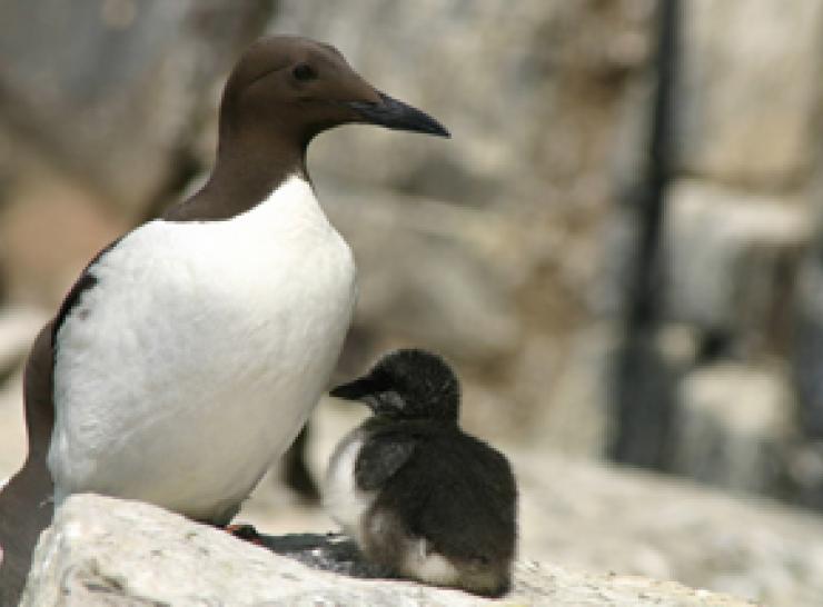 Guillemot and chick on the Isle of May