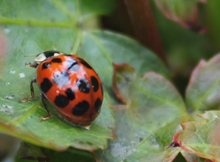 Harlequin ladybird