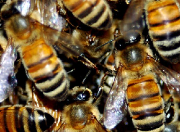 Honeybees, image by Shutterstock