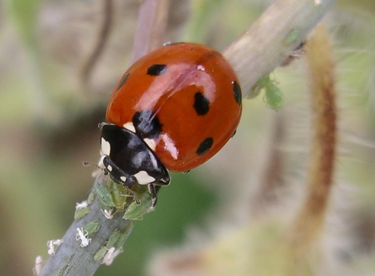 7-spot Ladybird, Helen Roy
