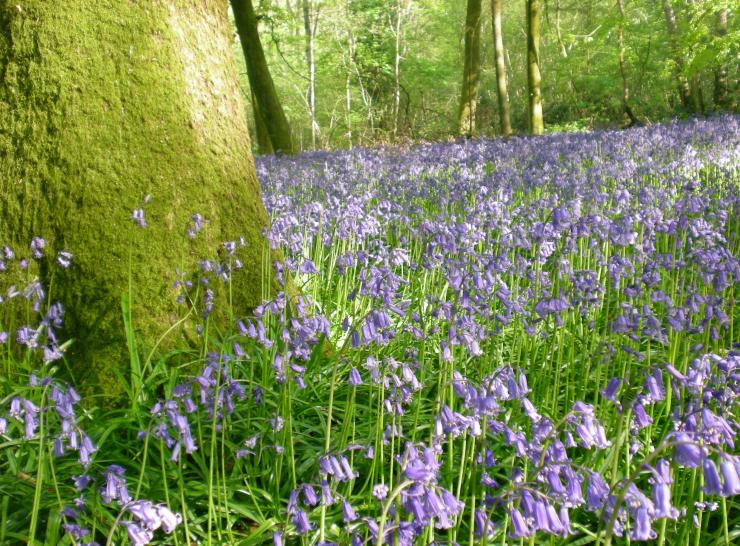 Bluebells   Picture Beth Newman-Plantlife