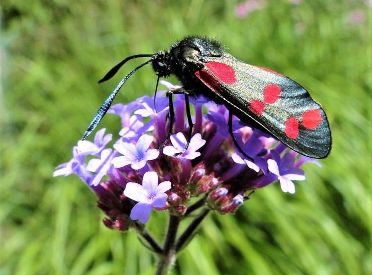 A Burnet moth visiting Verbena bonariensis CREDIT RHS