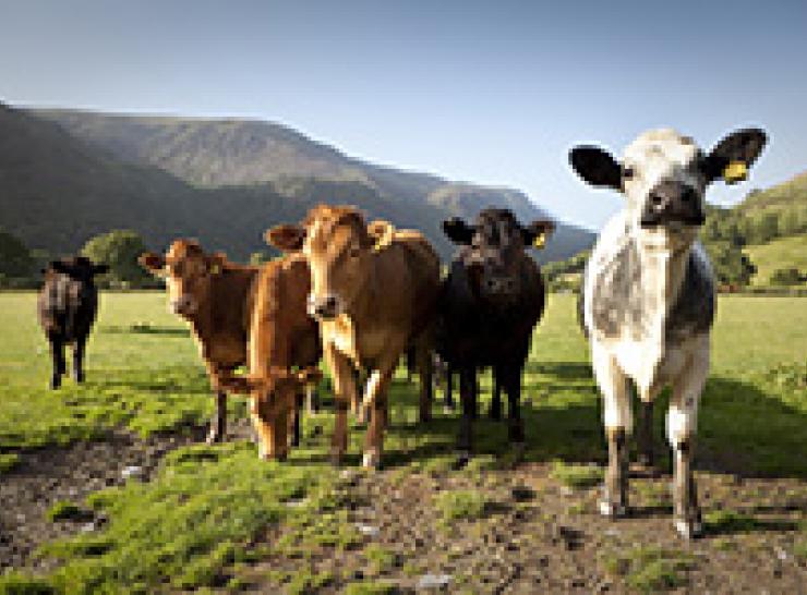 Cows in Snowdonia