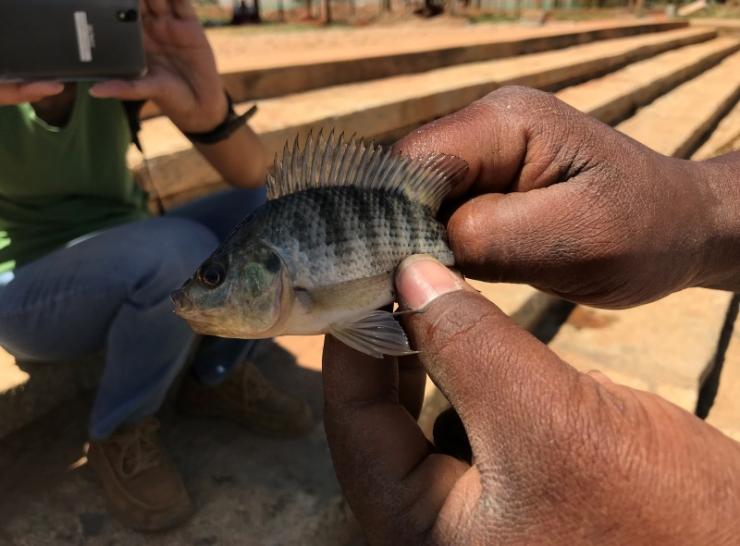 Fishing, Jakkur Lake, Bangalore