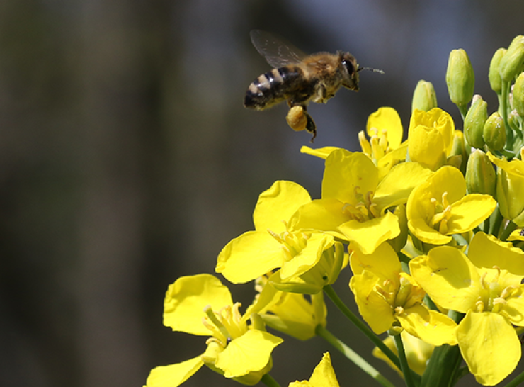 Honeybee flying in oilseed rape with full pollen basket