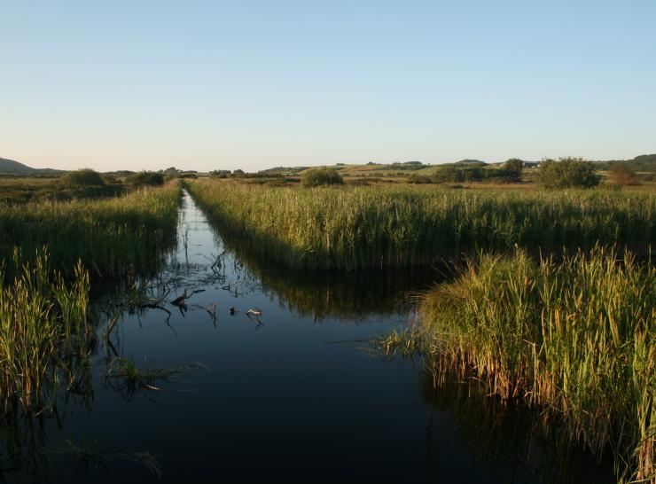 A natural fen at Cors Erddreiniog Nature Reserve, Anglesey    Picture: Chris Evans