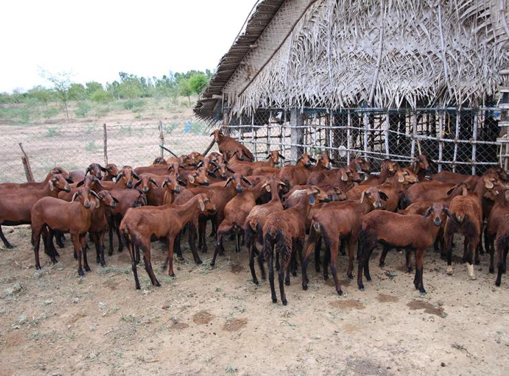 Sheep beside housing, farm in India