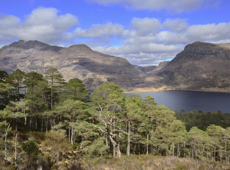 Scots pines at Beinn Eighe National Nature Reserve ©Lorne Gill SNH