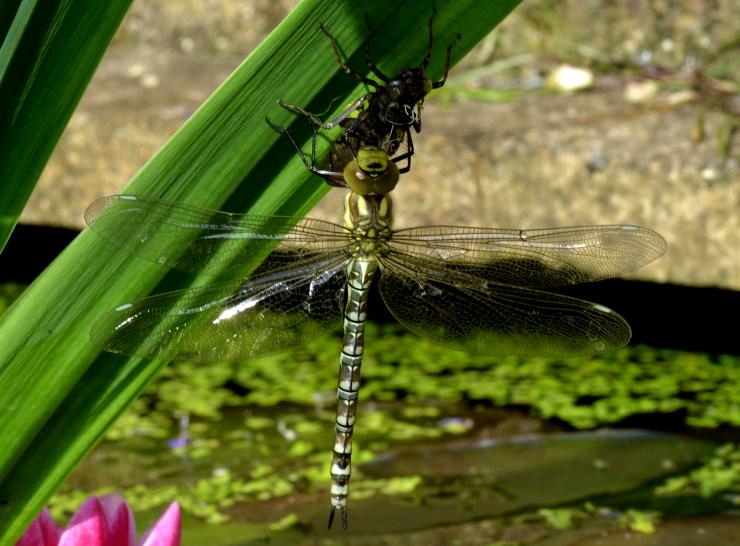 Dragonfly