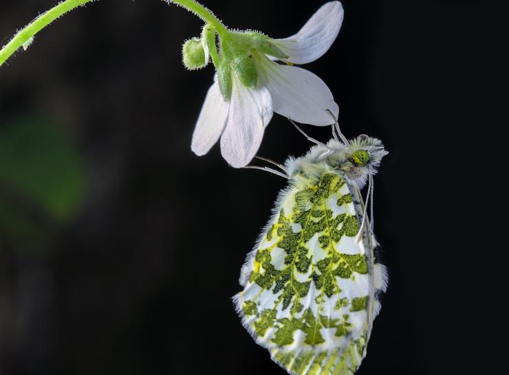 Orange tip butterfly    Picture: Pixabay