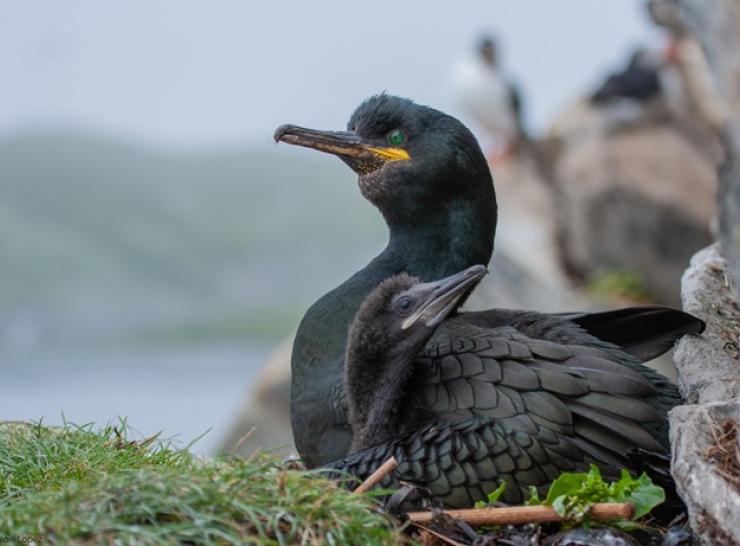 A European shag on the Isle of May Picture: Sam Langlois Lopez