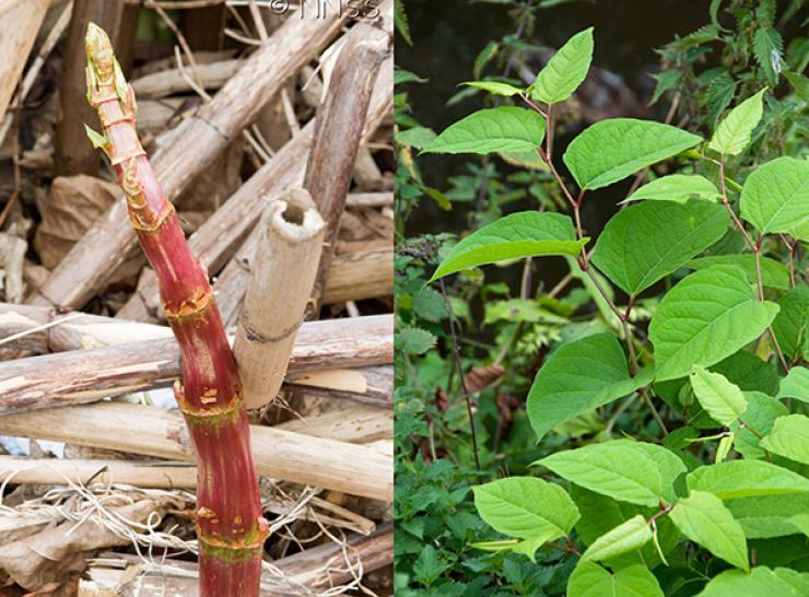 Japanese knotweed stems and leaves
