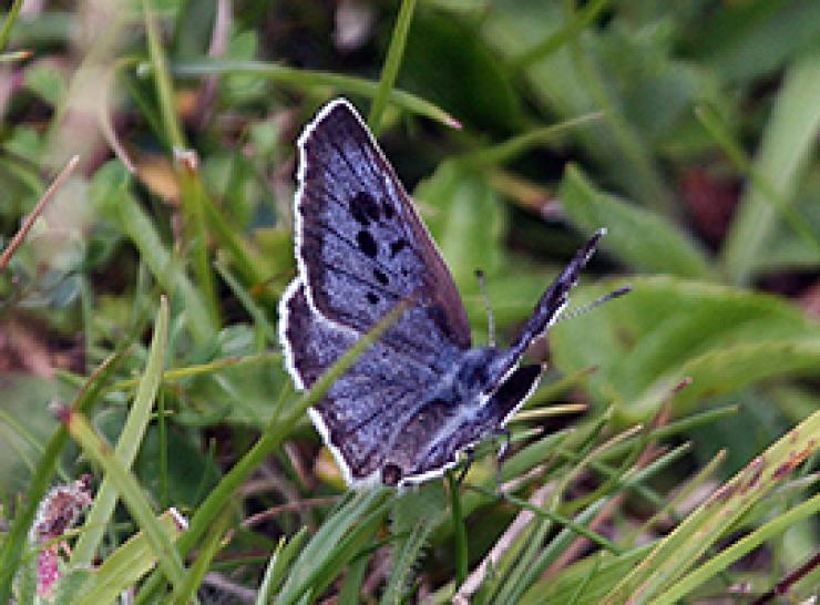 Large Blue butterfly