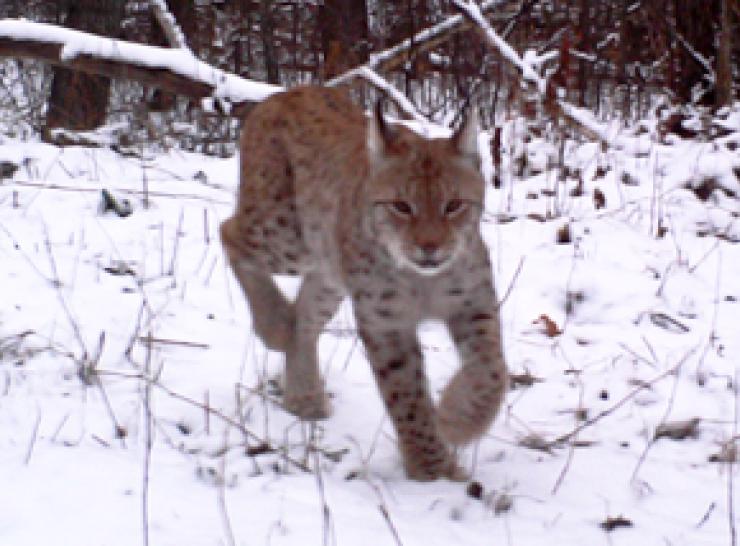 Lynx photographed by wildlife trap camera in Chernobyl exclusion zone