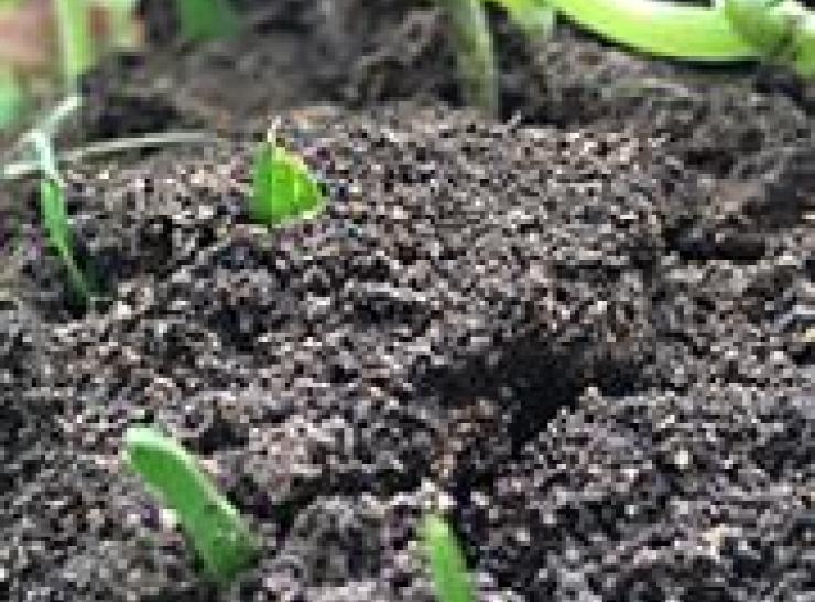 soil-growth-pixabay