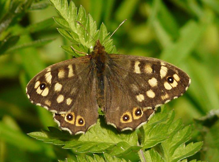 Speckled wood butterfly