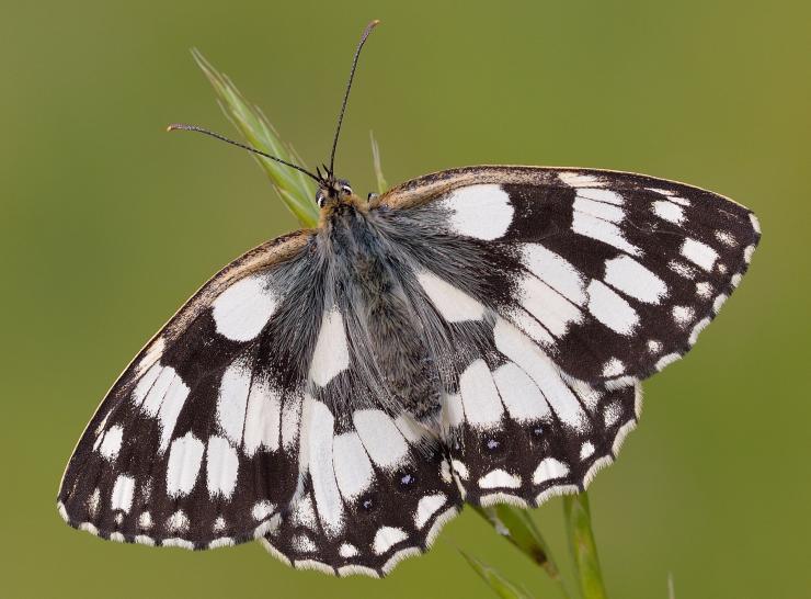 Marbled White_Picture: Bob Eade, Butterfly Conservation